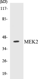 MEK2 Cell Based ELISA Kit