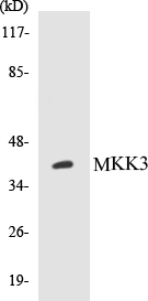 MKK3 Cell Based ELISA Kit