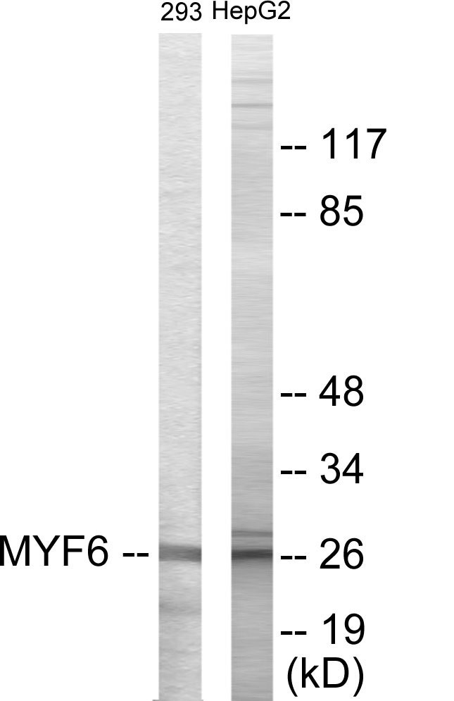 MYF6 Cell Based ELISA Kit