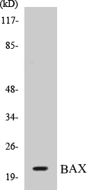 BAX Cell Based ELISA Kit