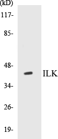 ILK Cell Based ELISA Kit