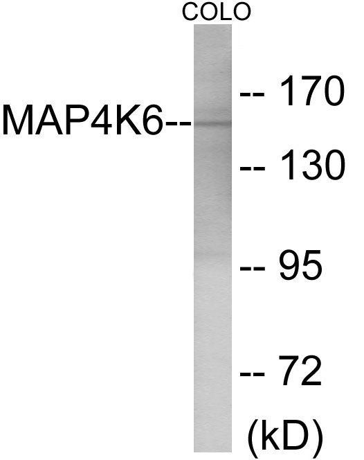 MAP4K6 Cell Based ELISA Kit