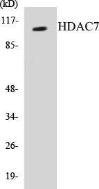 HDAC7 Cell Based ELISA Kit