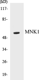 MNK1 Cell Based ELISA Kit