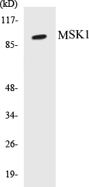 MSK1 Cell Based ELISA Kit