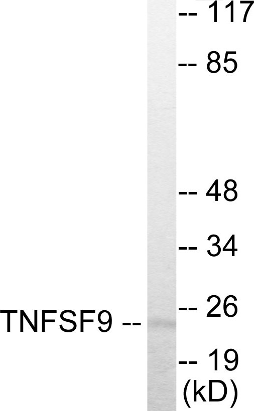 TNFSF9 Cell Based ELISA Kit