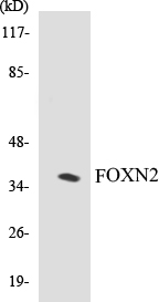 FOXN2 Cell Based ELISA Kit