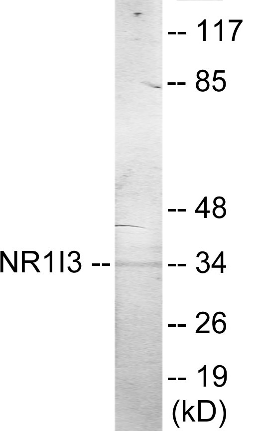 NR1I3 Cell Based ELISA Kit