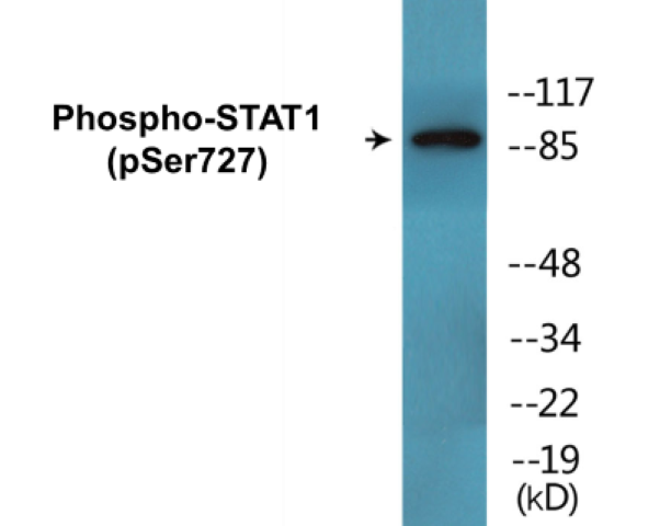 STAT1 (phospho Ser727) Cell Based ELISA Kit