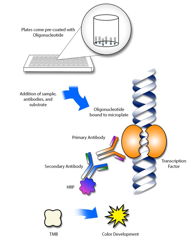 NCOR2 ELISA Kit