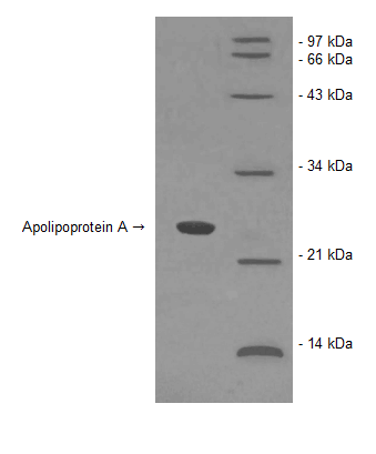 Human Apolipoprotein A