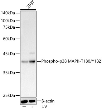 Anti-p38 MAPK (phospho Thr180 + Tyr182) Antibody