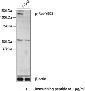 Anti-Ret (phospho Tyr905) Antibody
