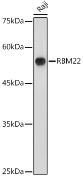 Anti-RBM22 Antibody