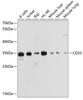 Anti-CD53 Antibody