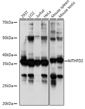 Anti-MTHFD2 Antibody