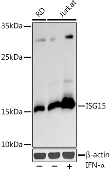 Anti-ISG15 Antibody