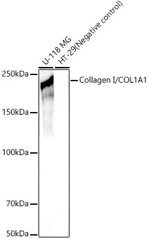 Anti-Collagen I Antibody