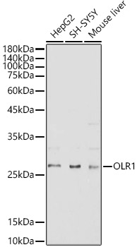 Anti-LOX 1 Antibody