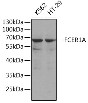 Anti-Fc epsilon RI / FCER1A Antibody