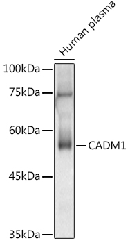 Anti-SynCAM / CADM1 Antibody
