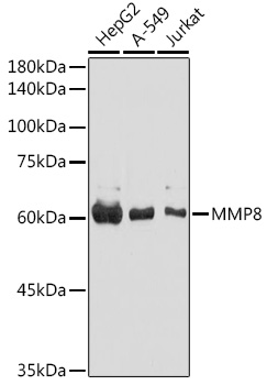 Anti-MMP8 Antibody