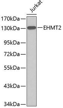 Anti-EHMT2 / G9A Antibody