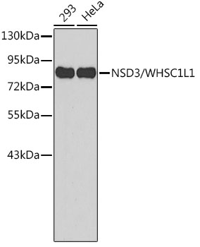 Anti-NSD3 Antibody