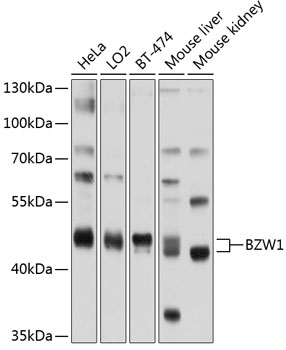 Anti-BZW1 / Protein Orf Antibody