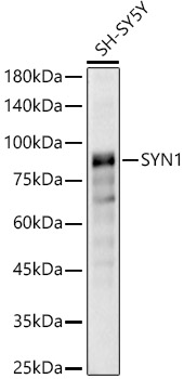 Anti-Synapsin I Antibody