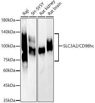 Anti-CD98 Antibody