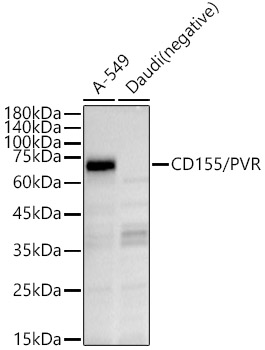 Anti-Poliovirus Receptor / PVR Antibody