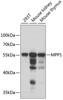 Anti-MPP1 Antibody