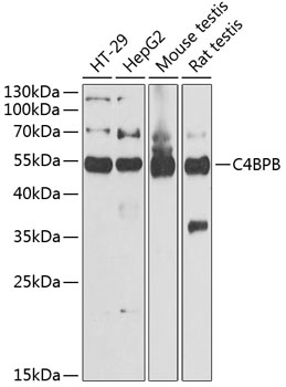 Anti-C4 binding protein / C4BPB Antibody