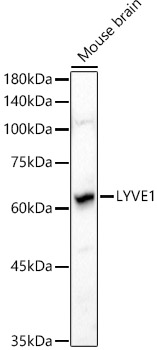 Anti-LYVE1 Antibody