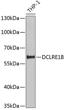 Anti-DCLRE1B Antibody