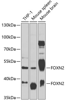 Anti-FOXN2 Antibody