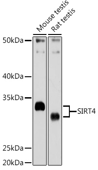 Anti-SIRT4 Antibody