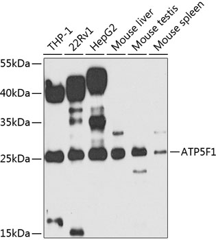 Anti-ATP5F1 Antibody