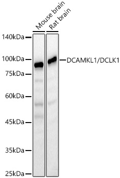 Anti-DCAMKL1 Antibody