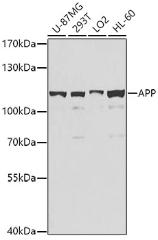 Anti-Amyloid Precursor Protein Antibody