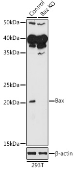 Anti-Bax Antibody