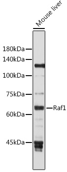 Anti-Raf1 Antibody