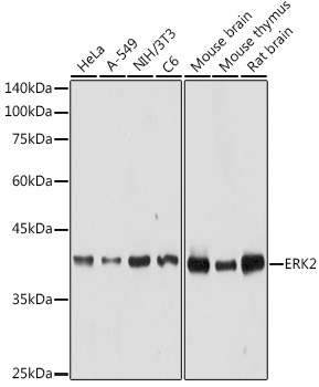 Anti-ERK2 Antibody