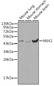 Anti-MEK1 Antibody