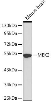 Anti-MEK2 Antibody