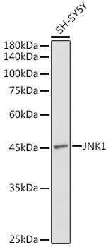 Anti-JNK1 Antibody