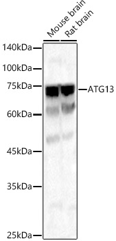 Anti-KIAA0652 / ATG13 Antibody