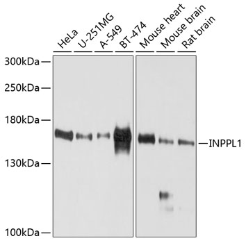 Anti-INPPL1 / SHIP-2 Antibody