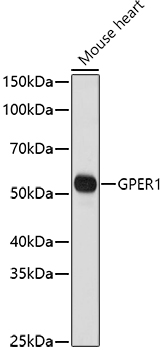 Anti-G-protein coupled receptor 30 Antibody